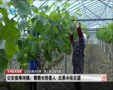 公安县埠河镇：稳产保优 推进农业提质增效