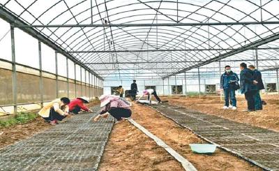 公安县埠河镇复兴场村种植大棚果蔬 带动村民就业 