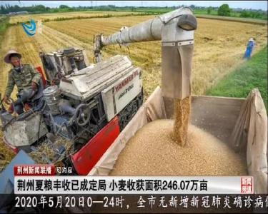 短消息：荆州夏粮丰收成定局 小麦收获面积246.07万亩