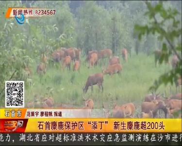 “鹿丁兴旺” 核心保护区内种群数量超千头