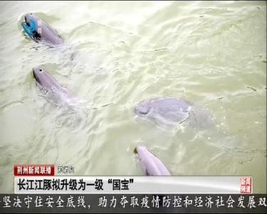 短消息：长江江豚拟升级为一级“国宝”
