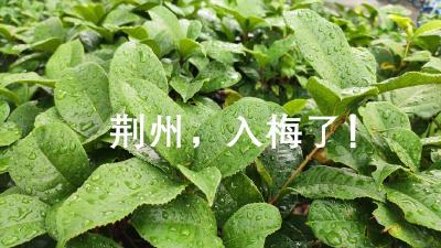 今天，荆州入梅了！
