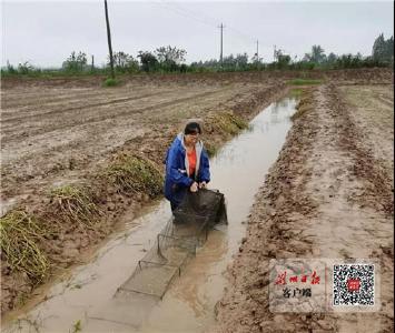 【走向我们的小康生活】残疾家属任翠娥：虾稻连作奔小康