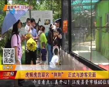 虎狮虎兽取名 “荆荆” 正式与游客见面