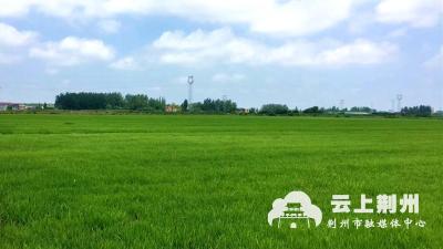 荆州市强化六项措施 扛稳粮食生产责任  