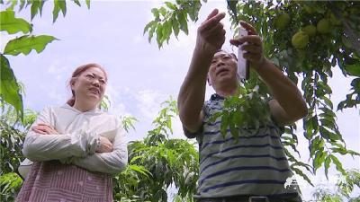 江陵县三湖管理区：小小黄桃成为农民的脱贫致富果