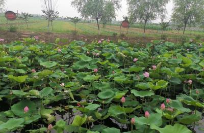 乡村振兴，岑河镇陈龙村一直在路上