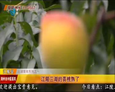 江陵三湖的黄桃熟了