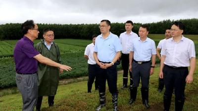 李凯雨中巡查松滋河