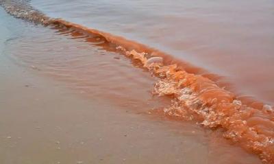 这类海鲜被检出毒素超标，多地发出预警！