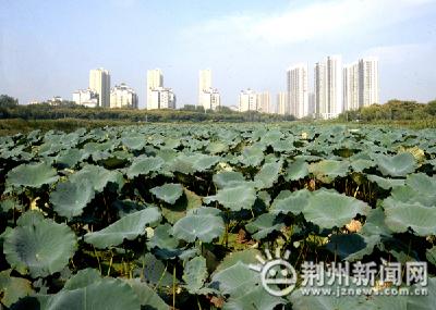 荆州湿地公园建设：创优良生态 惠万千市民