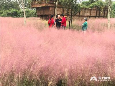 荆州临江仙公园“网红草”，粉了！