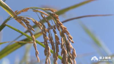 石首：大江润沃土 平原出好粮