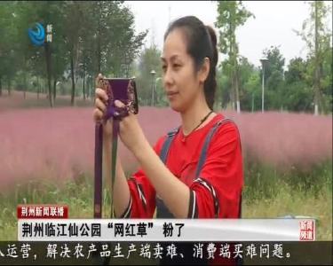 荆州临江仙公园“网红草”粉了