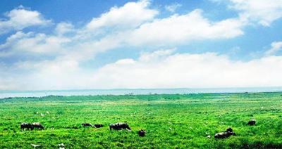 恢复面积1400公顷 武汉一重要湿地保护与恢复项目获批
