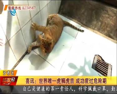 喜讯：世界唯一虎狮虎兽 成功度过危险期