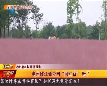 荆州临江仙公园“网红草”粉了