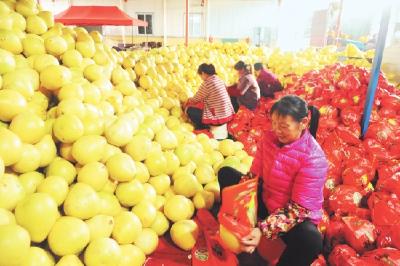 松滋王家桥镇蜜柚长势喜人 产量比去年增产70%