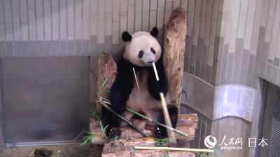 大熊猫“香香”即将归国 上野动物园策划活动表谢意 