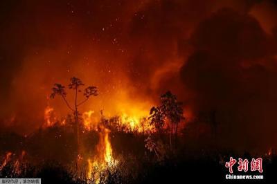 美洲虎在巴西湿地大火中烧伤 治疗一个多月后重返野外