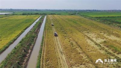 多措并举推进农业生产 荆州市秋粮收获面积接近一半