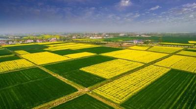 直播丨“秋播进行时”油菜全程机械化栽培种植技术