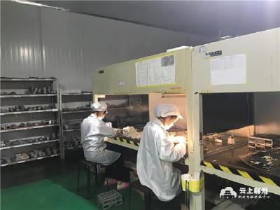 荆州大招商、招大商在行动丨松滋：给予企业最大支持 培育细分行业领域隐形冠军