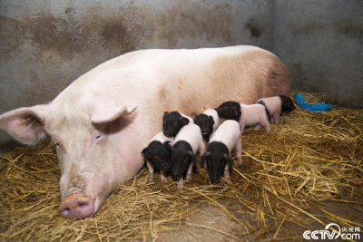 浙江金华：11头克隆猪宝宝顺利出生