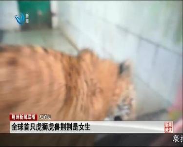 短消息：全球首只虎狮虎兽荆荆是女生