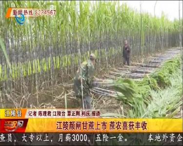 江陵颜闸甘蔗上市 蔗农喜获丰收