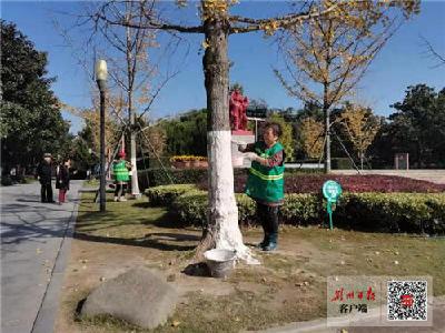 荆州城区公园6万株树木陆续穿上白“秋裤”
