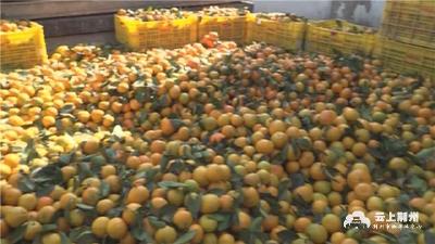 荆州：市县两级媒体“直播带货”，销售柑橘12万吨!