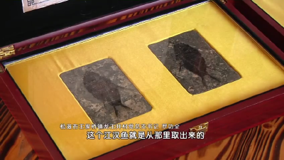 湖北松滋：“阿喀琉斯基猴”发现地将建古化石博物馆