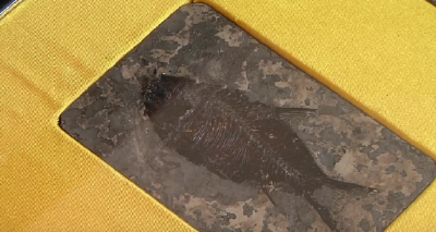 湖北松滋：“阿喀琉斯基猴”发现地将建古化石博物馆