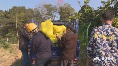 孙祖善：蜜柚飘香季 柚园丰收忙
