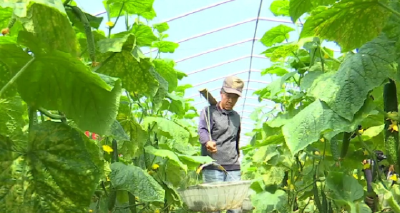 【决胜脱贫】湖北荆州纪南：打好就业扶贫“组合拳”，稳过“脱贫”关