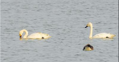 组图：菱角湖湿地首次发现国家二级鸟类小天鹅
