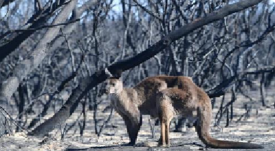大火持续数周！澳世界自然遗产弗雷泽岛近半土地被烧