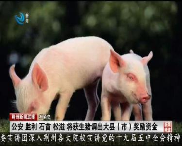 短消息：公安 监利 石首 松滋 将获生猪调出大县（市）奖励资金