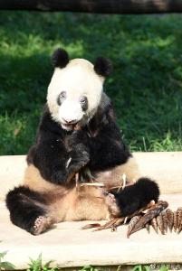 最年长大熊猫新星去世