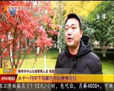 枫叶红了 荆州最佳观赏地就在这里！