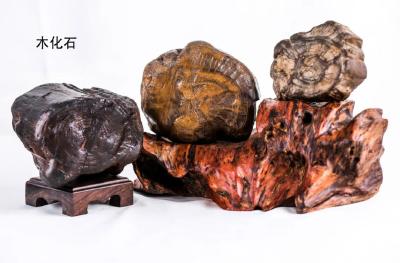 黑龙江发现罕见化石！