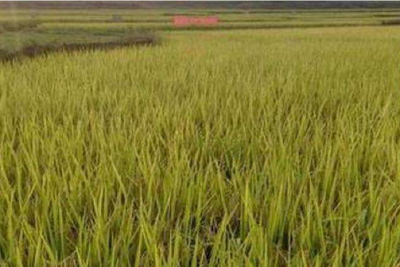 山坡岗地直接撒种 黄冈成功选育全省首个节水耐旱稻