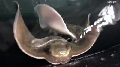 两年没有与雄性接触 新西兰水族馆内两只雌鳐鱼竟生出宝宝