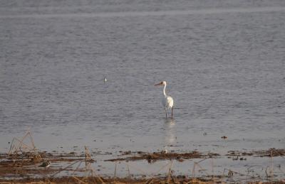 菱角湖湿地首次迎来白鹤越冬