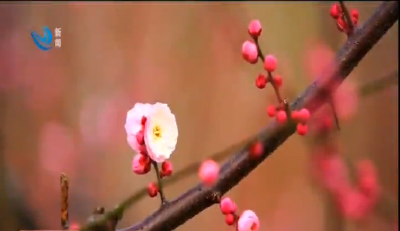 春天到，荆州的红梅花儿来“拜年”啦