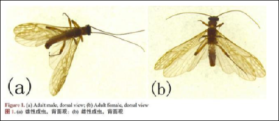 四川发现新物种，以胡歌、古天乐命名！网友：感觉虫子都变帅了