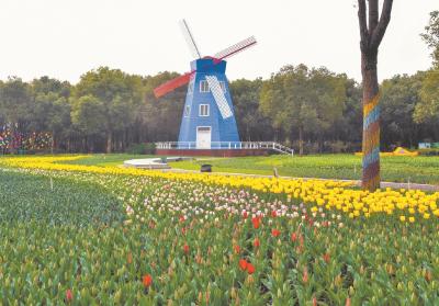 150万株郁金香花海等你来