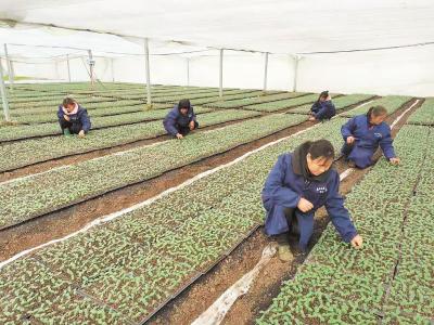 菜苗需求越来越大，专门的育苗生意应运而生——荆州蔬菜育苗“第一人