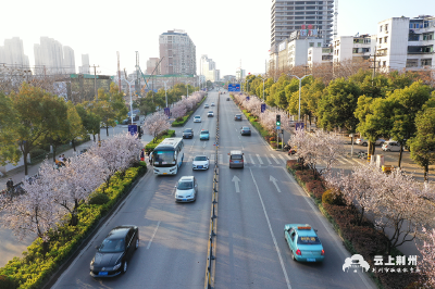 看！江津路“粉”了一路